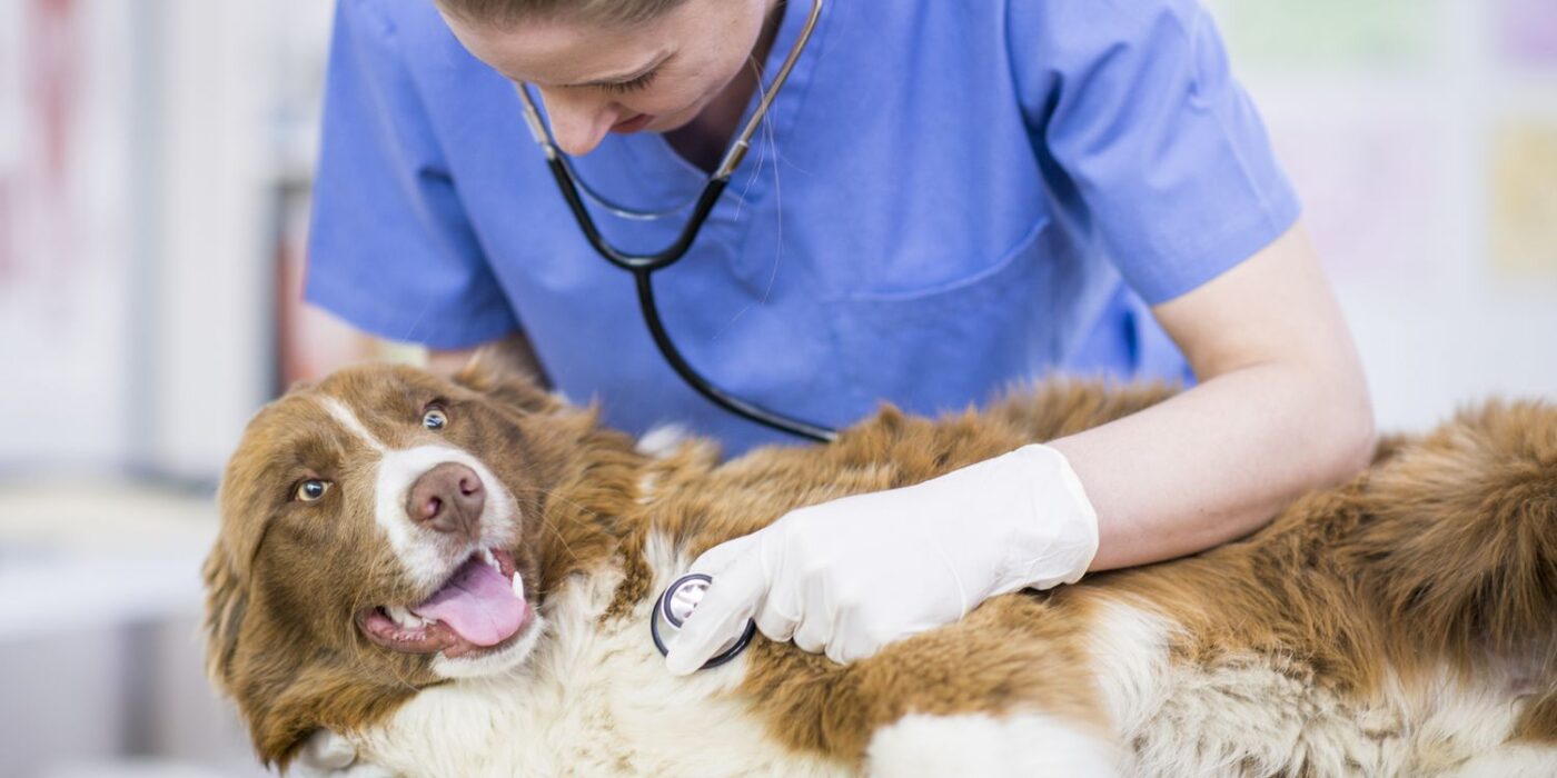 Medicine on Pets: Ensuring Your Furry Friend’s Health and Happiness
